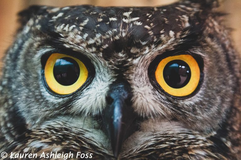 Garden Route birds of Prey Rehab Centre