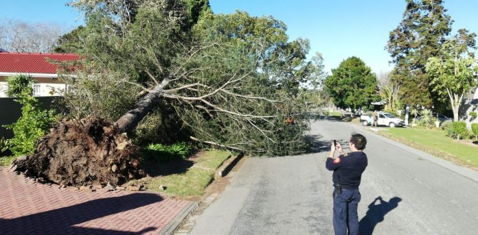 Tree fallen Arbor Road2 June2020.png