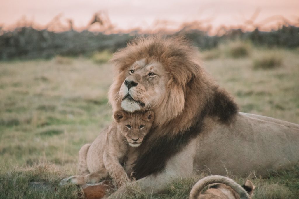 lion protecting cub