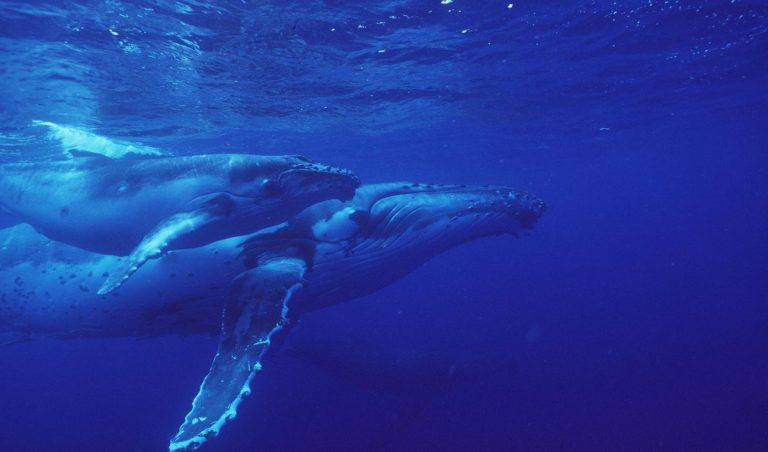 SEISMIC TESTING OFF THE SOUTH COAST