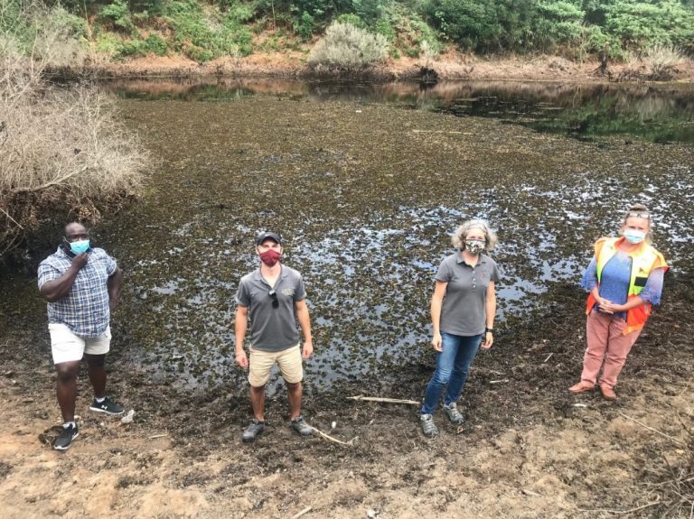 Weevils released as part of multi-faceted Kariba Weed management plan.