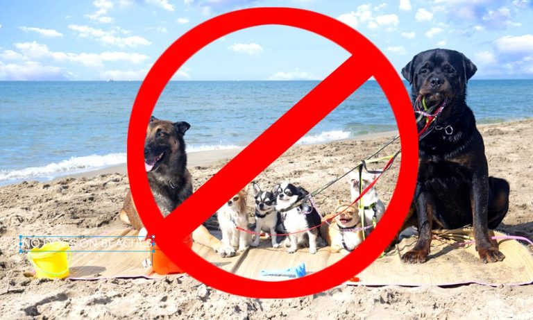 Dogs on beaches (sand area) detrimental to Blue Flag status